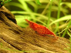 Rød variant. Neocaridina heteropoda var. red.