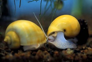 Gul Mysteriesnegl (c) Johnny Jensen - Akvariefoto.dk