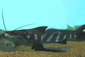 (c) Johnny Jensen - Akvariefoto.dk