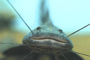 (c) Johnny Jensen - Akvariefoto.dk
