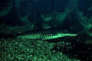(c) Johnny Jensen - Akvariefoto.dk