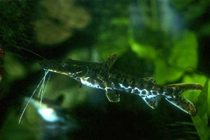 Ungfisk. (c) Johnny Jensen - Akvariefoto.dk