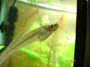 Kryptopterus macrocephalus
