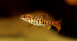 (c) Johnny Jensen - Akvariefoto.dk