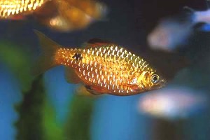 (c) Johnny Jensen - Akvariefoto.dk