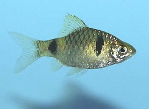 (c) Johnny Jensen - Akvariefoto.dk