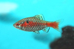 (c) Johnny Jensen - Akvariefoto.dk