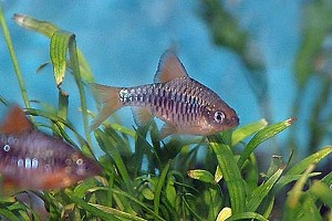 (c) Johnny Jensen - Akvariefoto.dk