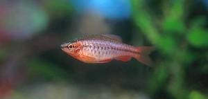 (c) Johnny Jensen - Akvariefoto.dk