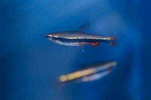 (c) Johnny Jensen – Akvariefoto.dk