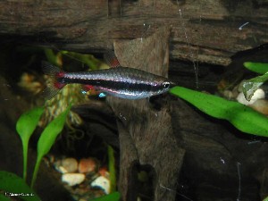 Nannostomus beckfordi