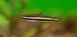 (c) Johnny Jensen – Akvariefoto.dk