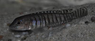 Neolamprologus signatus