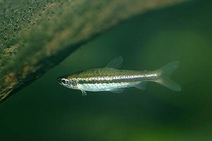 (c) Johnny Jensen - Akvariefoto.dk
