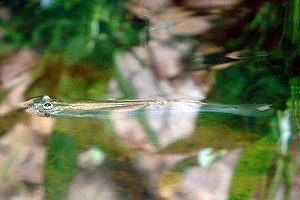 © Johnny Jensen - akvariefoto.dk