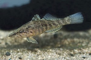 (c) Johnny Jensen - Akvariefoto.dk