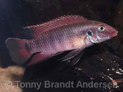Pelvicachromis rubrolabiatus