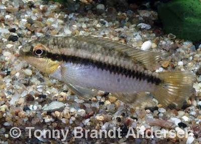 Pelvicachromis roloffi