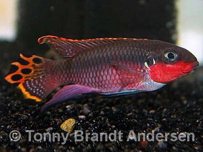 Pelvicachromis taeniatus "Niger Rot"