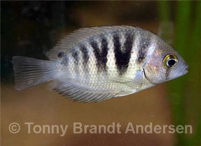 Etroplus canarensis