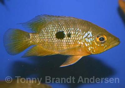 Caquetaia spectabilis
