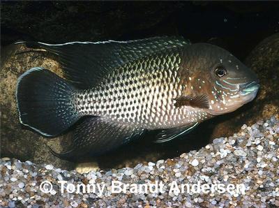 Andinoacara blombergi, han.