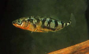 Gasterosteus aculeatus