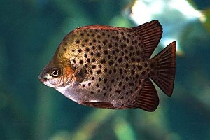 Rød variant. (c) Johnny Jensen - Akvariefoto.dk