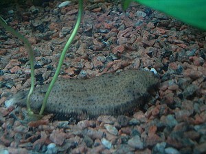 Synaptura salinarum