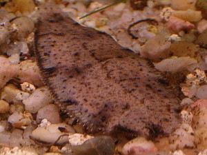 Synaptura salinarum