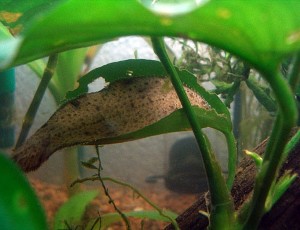 Synaptura salinarum