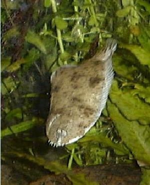 Synaptura salinarum