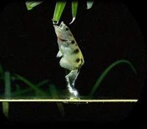 Skyttefisk som hopper efter bytte