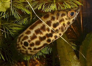 Ctenopoma acutirostre