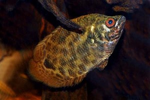 (c) Johnny Jensen - Akvariefoto.dk
