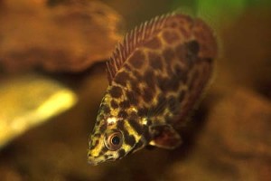 (c) Johnny Jensen - Akvariefoto.dk