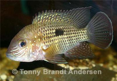 A. rivulatus lokalvariant med hvid søm i finner. Dette er ikke A. stalsbergi eller A. blombergi.