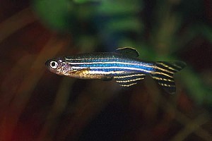 (c) Johnny Jensen - Akvariefoto.dk