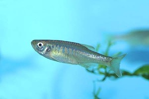 (c) Johnny Jensen - Akvariefoto.dk