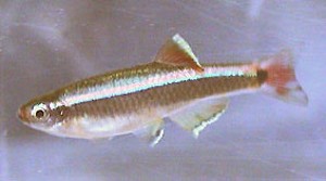 Hvide skybjerg fisk