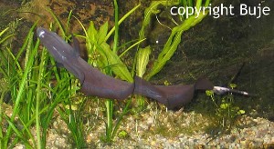 Apteronotus albifrons