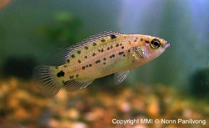 Badis assamensis