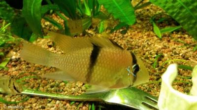 Guianacara sp. "Rio Jatapu"