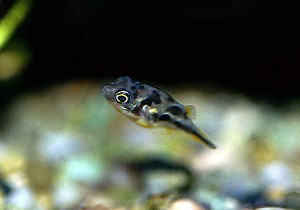 (c) Johnny Jensen - Akvariefoto.dk