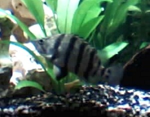 Datnioides quadrifasciatus