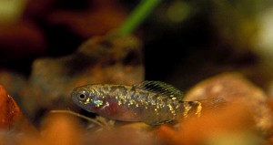 (c) Johnny Jensen – Akvariefoto.dk