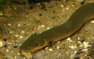 Erpetoichthys calabaricus
