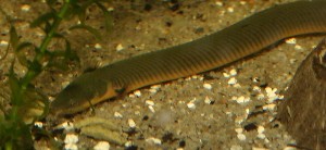 Erpetoichthys calabaricus