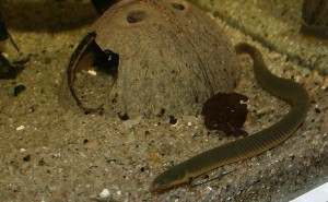 Erpetoichthys calabaricus