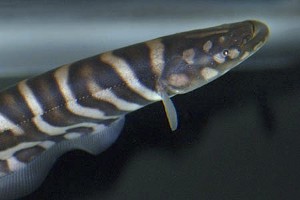 (c) Johnny Jensen - Akvariefoto.dk